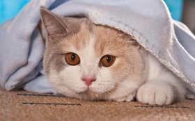 卡爾特貓不會(huì)用馬桶怎么訓(xùn)練 馬桶使用訓(xùn)練方法