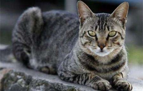 如何訓(xùn)練美國(guó)剛毛貓裝死 美國(guó)剛毛貓裝死訓(xùn)練