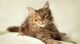 拉邦貓會(huì)打滾嗎 拉邦貓打滾訓(xùn)練