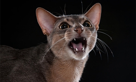 怎么訓(xùn)練波米拉貓不亂抓 波米拉貓亂抓解決辦法