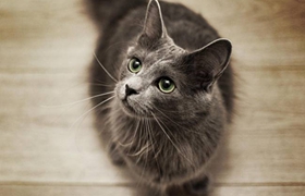 怎么訓(xùn)練內(nèi)華達(dá)貓 內(nèi)華達(dá)貓訓(xùn)練方法