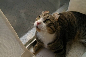 美國卷耳貓記仇怎么辦 美國卷耳貓記仇解決辦法