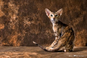 東方貓如何訓(xùn)練 東方貓訓(xùn)練方法