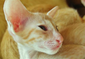 東方貓會(huì)擊掌嗎 訓(xùn)練東方貓學(xué)擊掌技巧