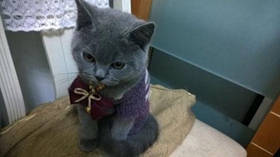 卡爾特貓怕水怎么辦 卡爾特貓卡水訓(xùn)練方法