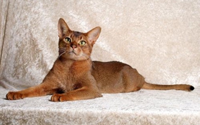 阿比西尼亞貓咬人怎么辦 阿比西尼亞貓不咬人訓(xùn)練