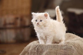 怎么訓(xùn)練英國(guó)長(zhǎng)毛貓取東西 英國(guó)長(zhǎng)毛貓訓(xùn)練技巧