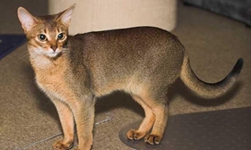 阿比西尼亞貓會(huì)游泳嗎 阿比西尼亞貓游泳訓(xùn)練