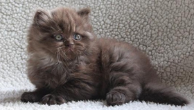 怎么訓(xùn)練英國長毛貓上廁所 英國長毛貓上廁所訓(xùn)練方法