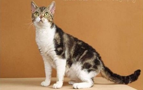 怎么訓(xùn)練美國剛毛貓聽話 美國剛毛貓不聽話訓(xùn)練方法