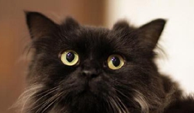 怎么訓(xùn)練拉邦貓聽指令 拉邦貓聽指令訓(xùn)練法