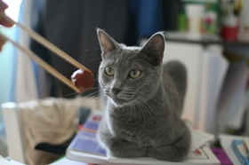 如何訓(xùn)練沙特爾貓用貓砂 沙特爾貓貓砂使用教學(xué)