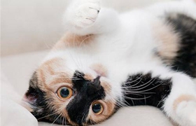 怎么糾正日本短尾貓的夜游 日本短尾貓夜游糾正方法