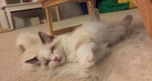 貓咪掉毛怎么處理 貓咪掉毛處理方法