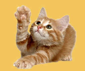 貓?zhí)樵趺聪麥? / data-96dl=