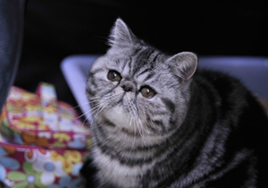 貓咪毛發(fā)怎么梳理 貓咪毛發(fā)梳理步驟