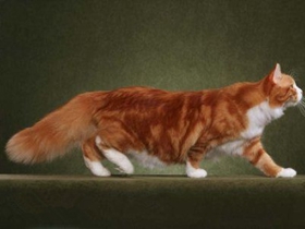 如何訓(xùn)練西伯利亞貓爬山 貓咪爬山訓(xùn)練