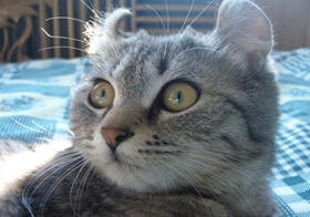 怎么訓練美國卷耳貓上廁所 美國卷耳貓上廁所訓練