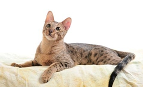 威爾斯貓怎么訓(xùn)練 威爾斯貓訓(xùn)練注意事項