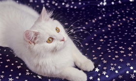 怎么教安哥拉貓游泳 土耳其安哥拉貓游泳教學(xué)