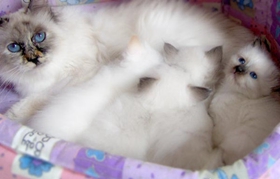 如何訓練伯曼貓聽話 溫柔貓咪訓練養(yǎng)成法