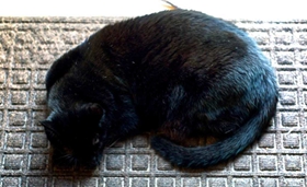 怎么訓練哈瓦那棕貓不咬人 哈瓦那貓咬人解決辦法