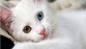 土耳其梵貓犯錯怎么調(diào)教 土耳其梵貓四個調(diào)教方法