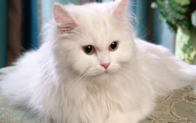 如何訓(xùn)練安哥拉貓不抓家具