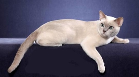 東奇尼貓抓家具怎么辦 東奇尼貓不抓家具訓(xùn)練