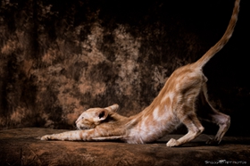 東方短毛貓?jiān)趺醋児郧?東方短毛貓訓(xùn)練技巧