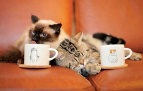 如何訓(xùn)練巴厘貓大小便 巴厘貓大小便訓(xùn)練