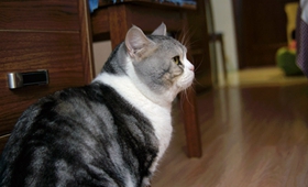 美國(guó)短尾貓如何訓(xùn)練 美國(guó)短尾貓訓(xùn)練技巧