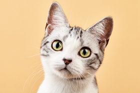 怎么訓(xùn)練美國短毛貓學(xué)會握手 美短握手訓(xùn)練方法