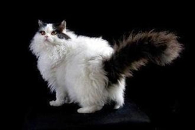 怎么訓(xùn)練塞爾凱克卷毛貓睡貓窩