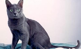 怎么教科拉特貓用貓砂 科拉特貓用貓砂訓(xùn)練法