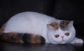 怎樣糾正喜馬拉雅貓夜游 貓咪夜游改掉方法