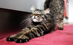 如何訓(xùn)練挪威森林貓不怕水 貓咪怕水訓(xùn)練