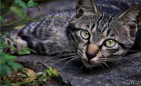 如何訓練貍花貓乖乖吃飯 中國貍花貓吃飯訓練