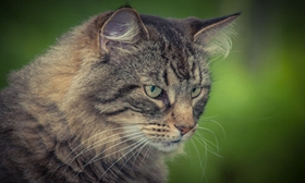 怎么訓(xùn)練威爾斯貓 五招換回乖乖威爾斯貓