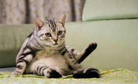 美國短毛貓喜歡抓沙發(fā)怎么辦 訓(xùn)練美短不亂抓沙發(fā)