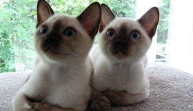 東奇尼貓不聽話怎么辦 聽話東奇尼貓訓(xùn)練