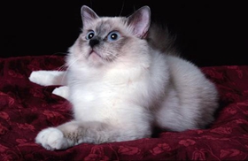 如何教威爾斯貓?zhí)h(huán) 威爾斯貓?zhí)h(huán)訓(xùn)練