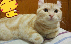 美國卷耳貓會游泳嗎 美國卷耳貓游泳訓練