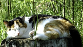 怎么訓練西伯利亞貓裝死 科學的訓練技巧