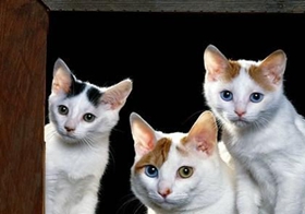 怎么訓練土耳其梵貓不跳上床 土耳其梵貓不跳上床訓練