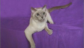 如何訓(xùn)練東奇尼貓不咬人 東奇尼貓咬人解決辦法