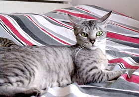 如何讓埃及貓?zhí)上?訓(xùn)練埃及貓?zhí)上路椒? / data-lnjq=