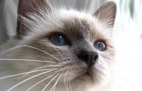 怎么訓練伯曼貓睡貓窩 幼貓訓練時注意事項