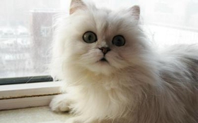 怎么訓練金吉拉貓不叫 金吉拉貓不亂叫訓練方法