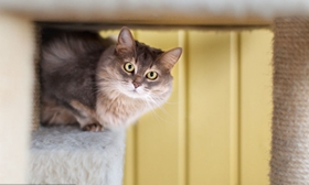 索馬里貓一直跑床上怎么辦 訓(xùn)練索馬里貓不上床